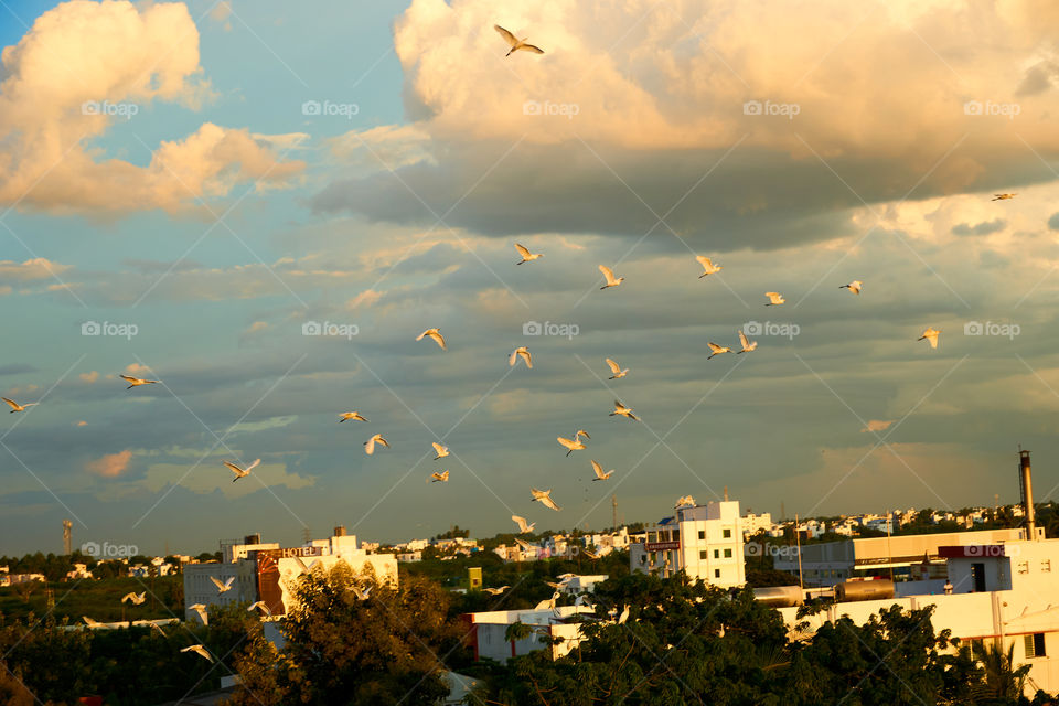 Bird photography - Egret - settlement