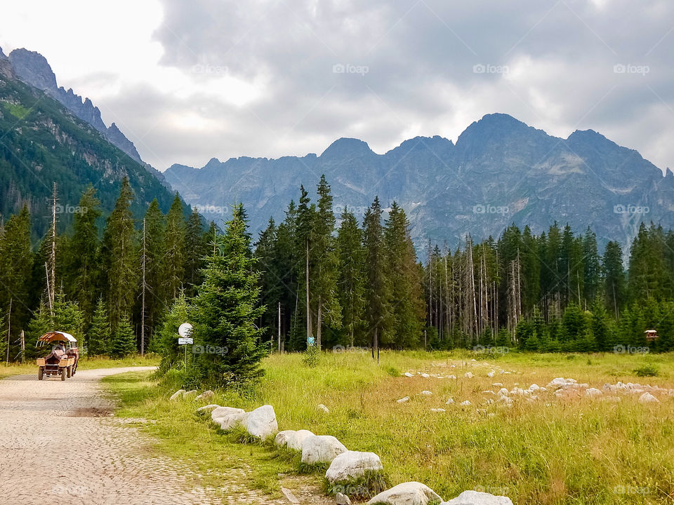 Mountain road, forest and green field