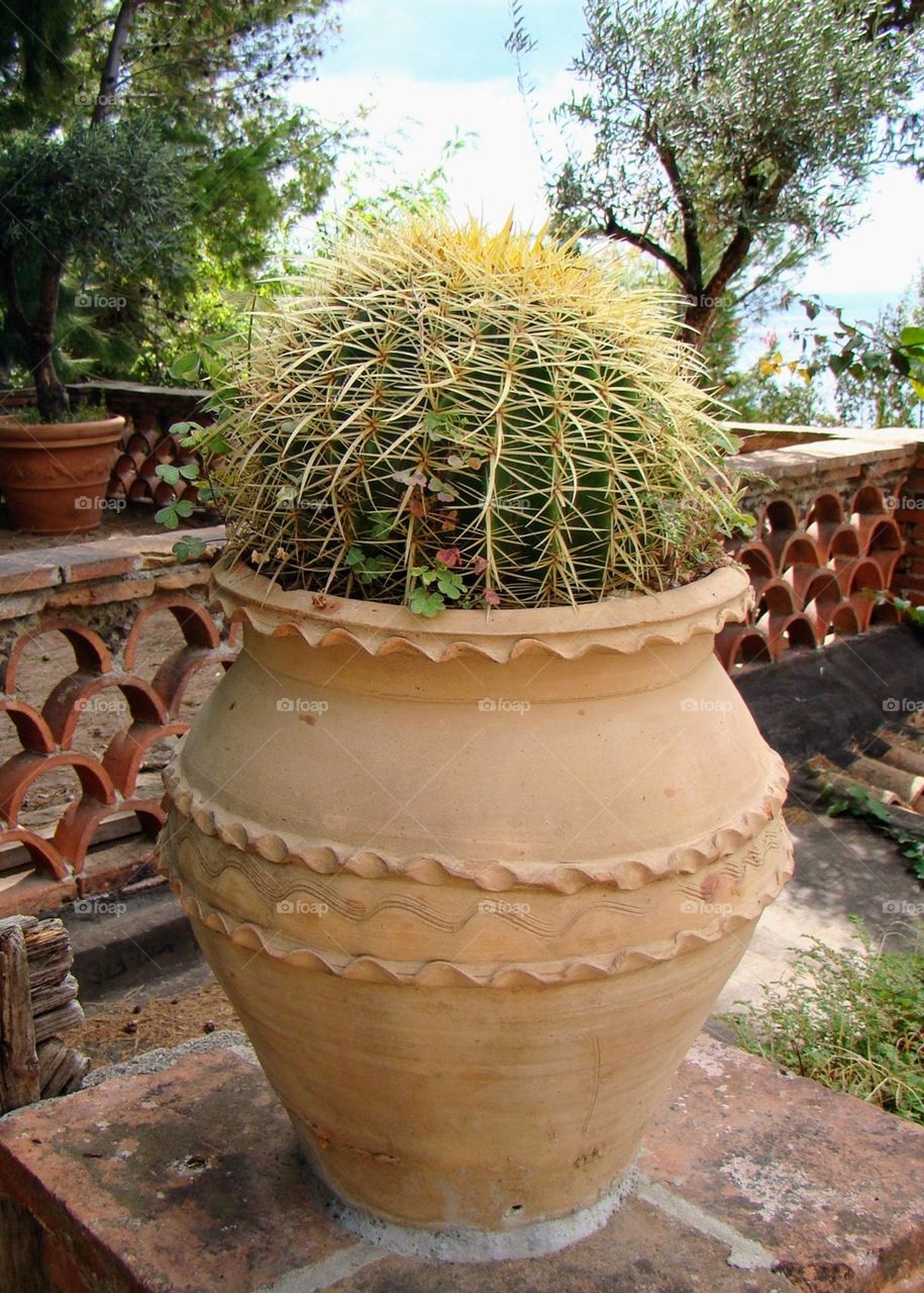 Plants 🌵 Urban 🌵 Nature 🌵