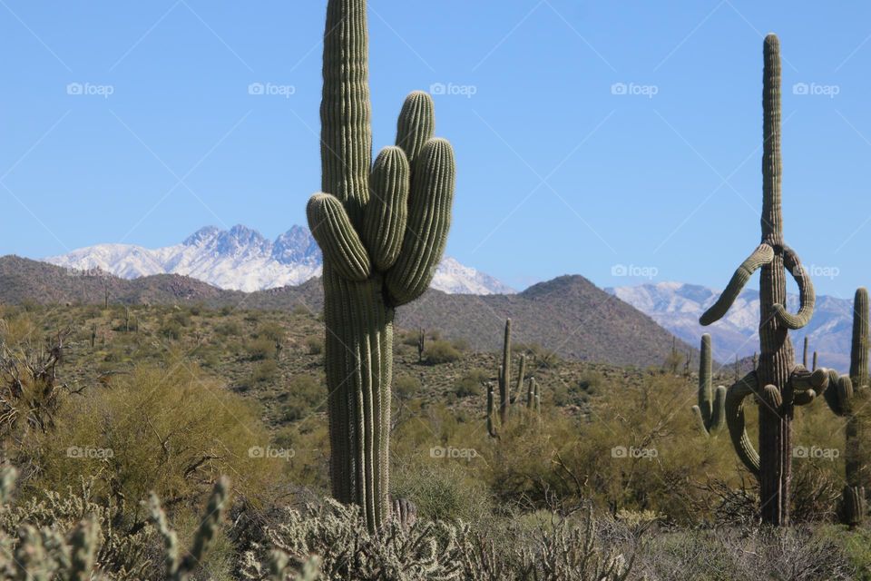 Saguaro Cactus in the Arizona Desert
