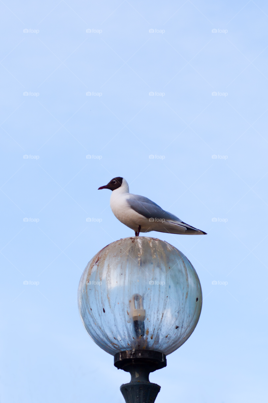 bird lamp bulb seagull by comonline