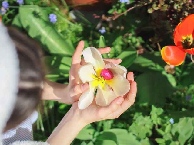 The hands of a caucasian teenage girl holds a white tulip inside which is found a chocolate easter egg in a lilac shiny wrapper in a backyard garden on a clear sunny day, close-up top view. Easter tradition concept.