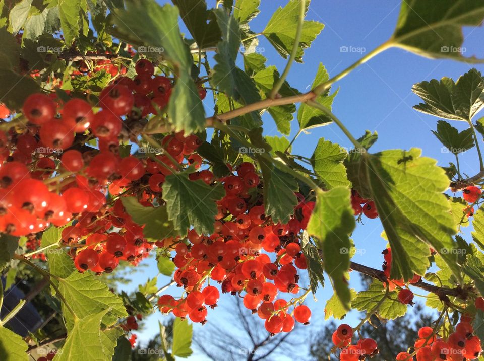 Low angle view of red currants on tree