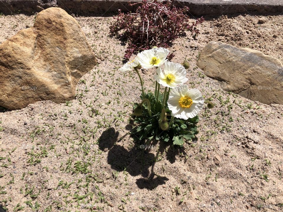 White poppies in sand garden scape