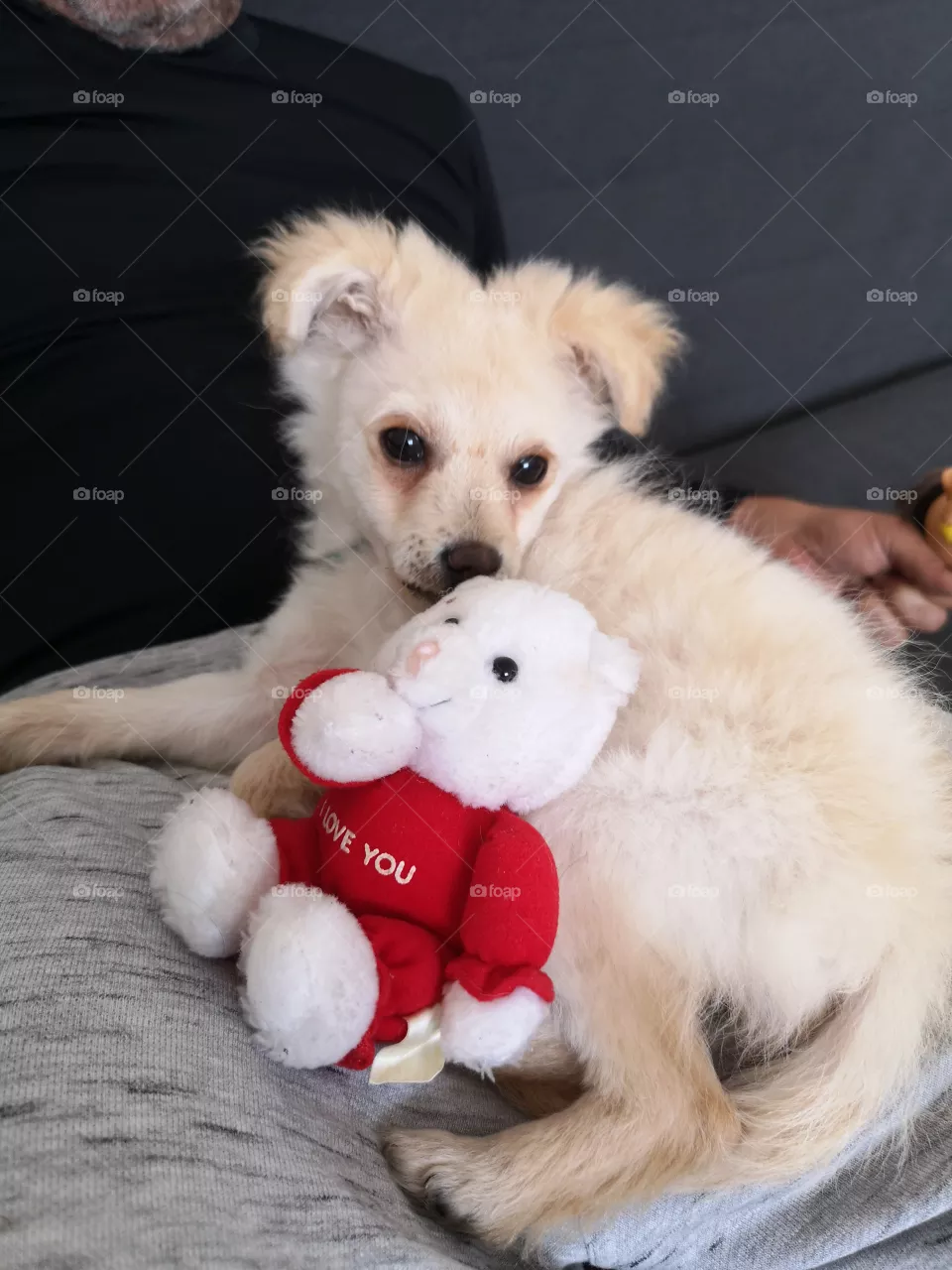 Cão