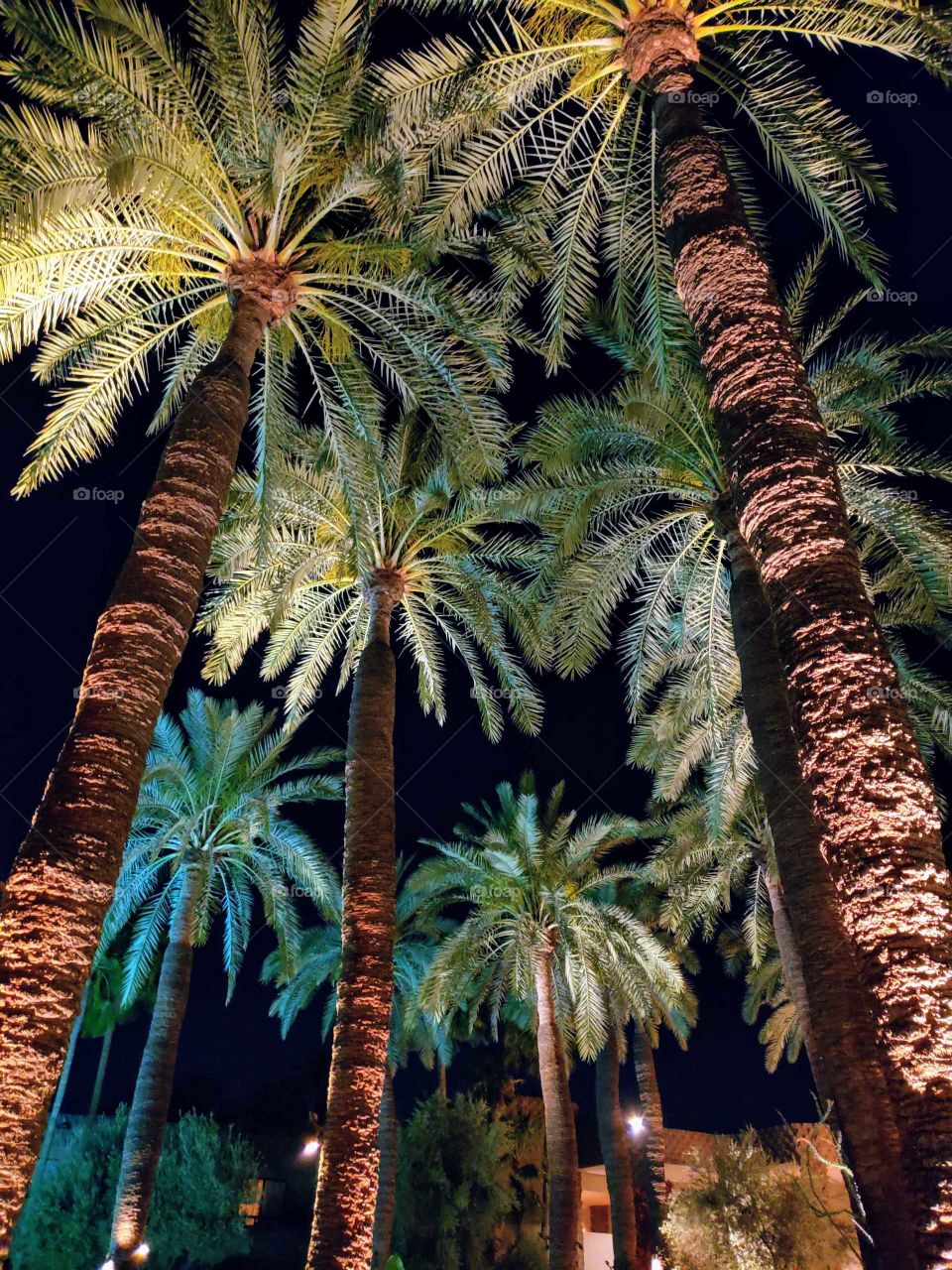 palm trees galore