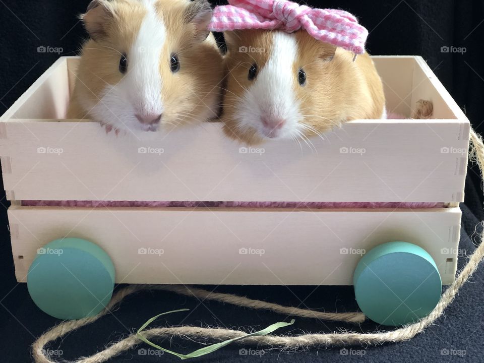 Two little girls in a wagon