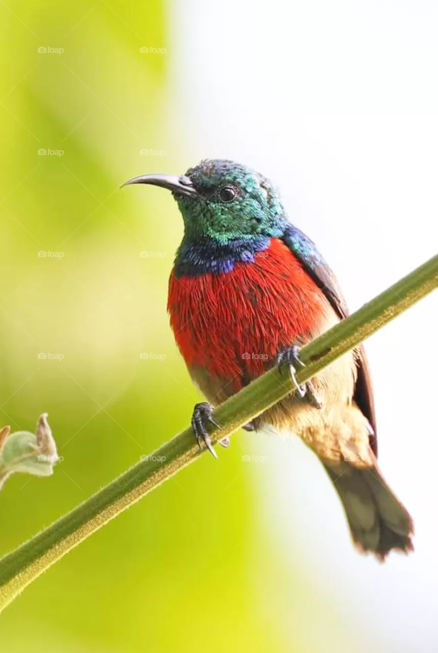 bird