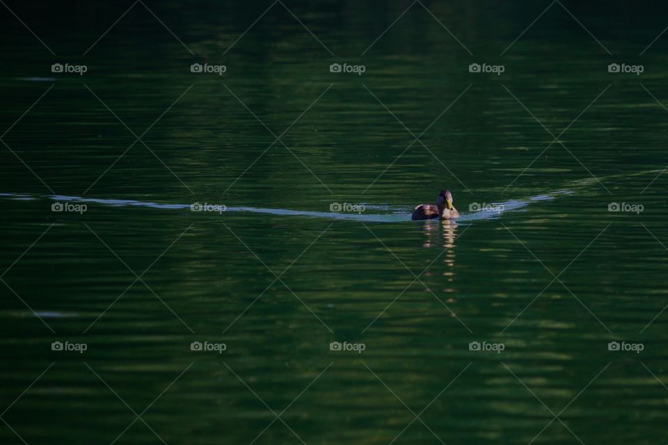 Duck swimming in lake