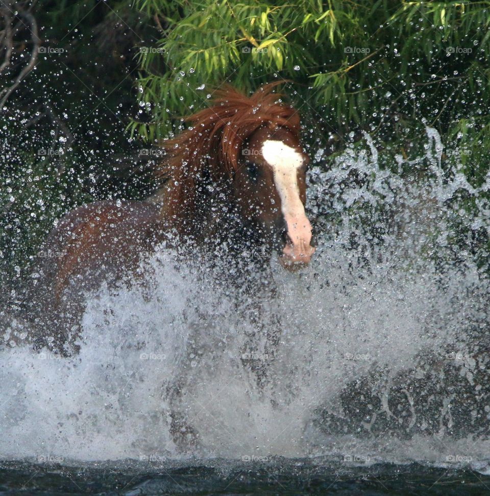 Wild Stallion Splashing into River