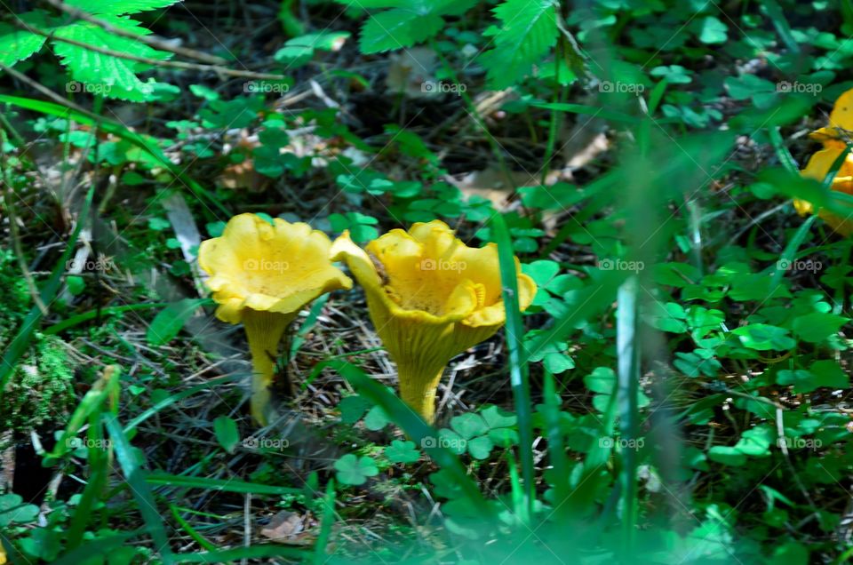 Chanterelles