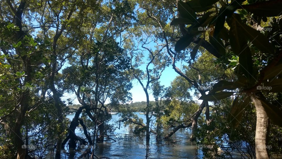 mangrove views