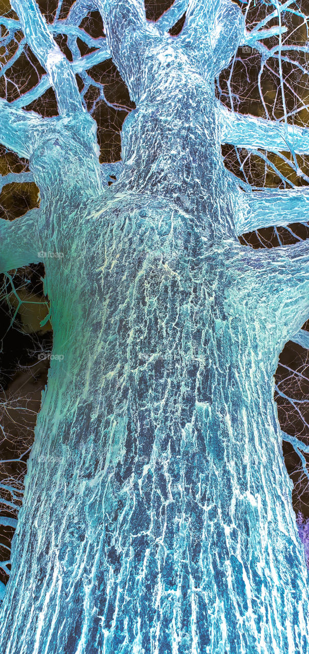 Looking up at tree with no leaves growing yet. Tree is in altered state awaiting Springtime!