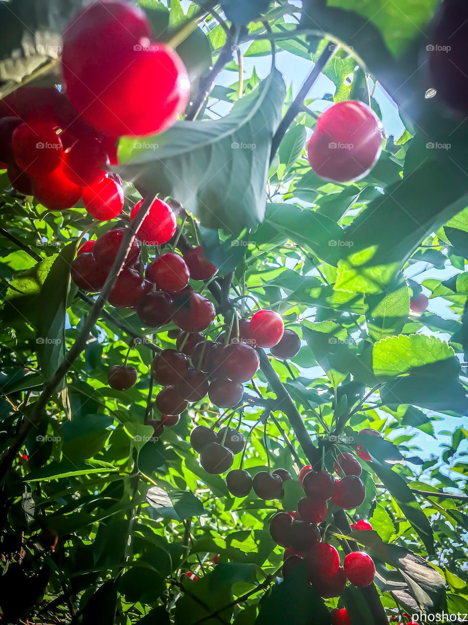 Phoshotz - ripe cherry tree in the cherry orchard