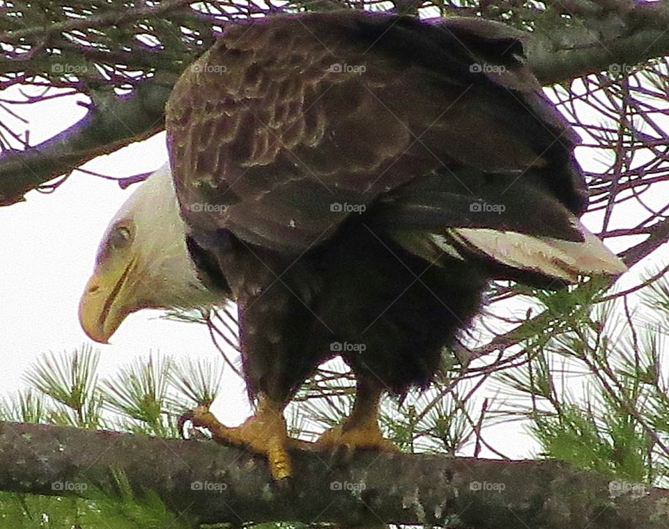 Bald Eagle on the hunt