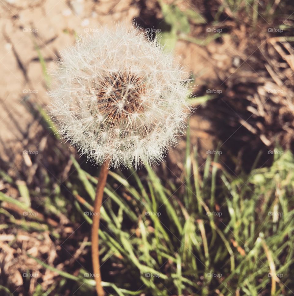 Dandy dandelion 