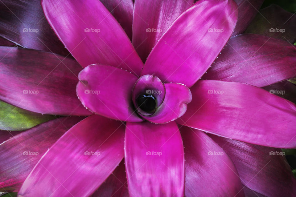 Magenta flower leaf. Beautiful magenta flower leaf