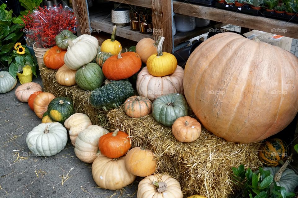 32 Pumpkins of all types shapes and colours