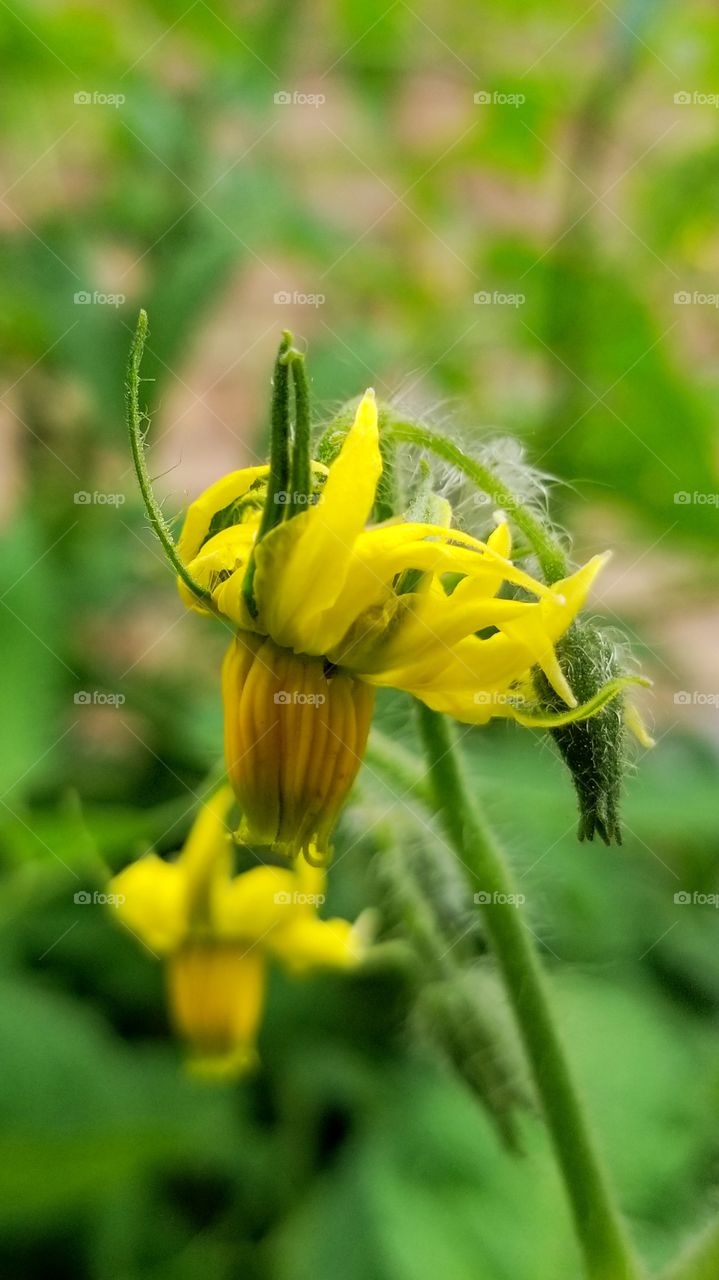 Tomato flower