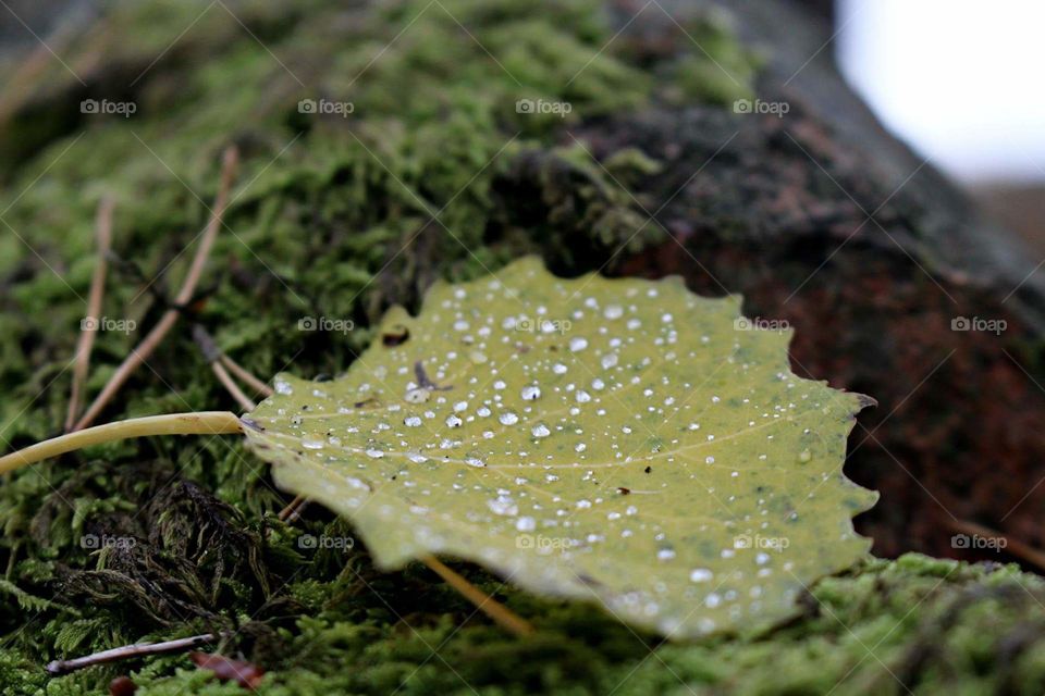 rain drops