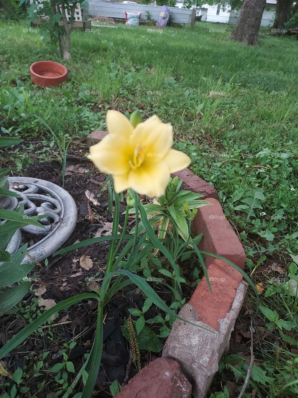 Good morning my little pretties! this may be the only sunshine I have in my yard today.