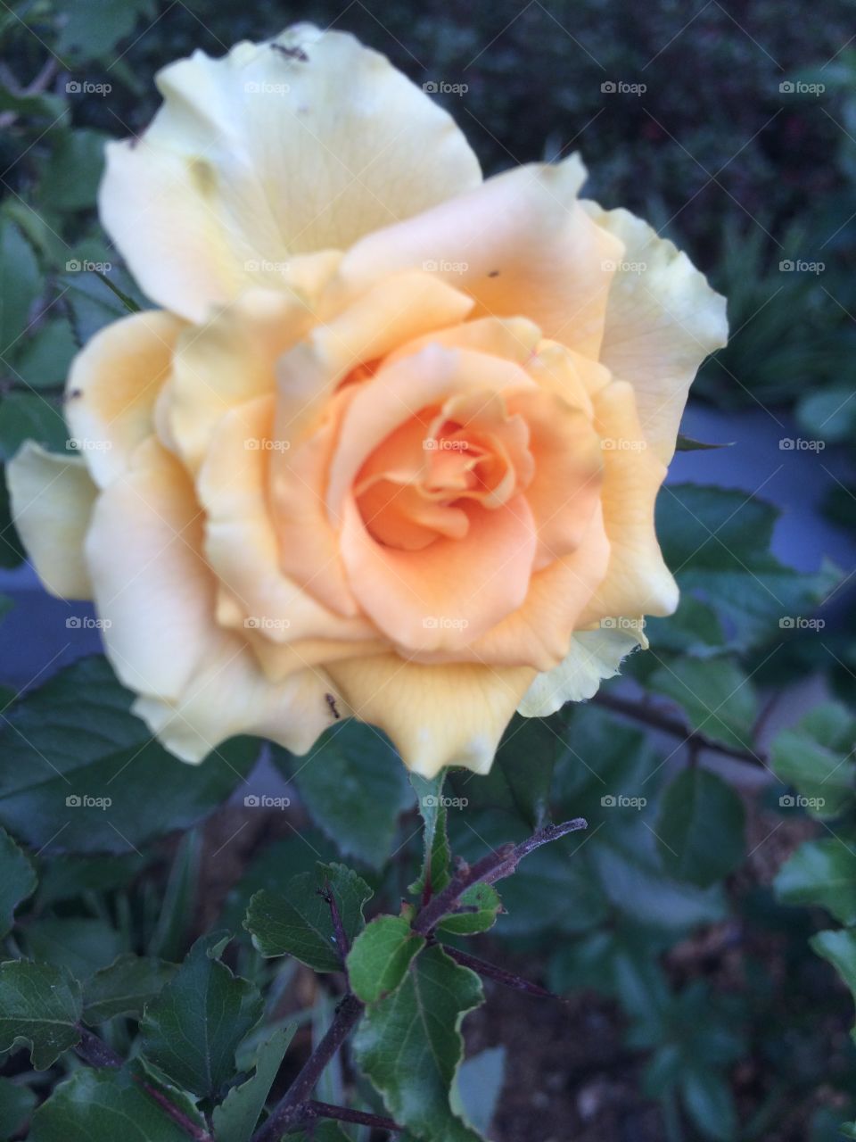 rose flower bud ...