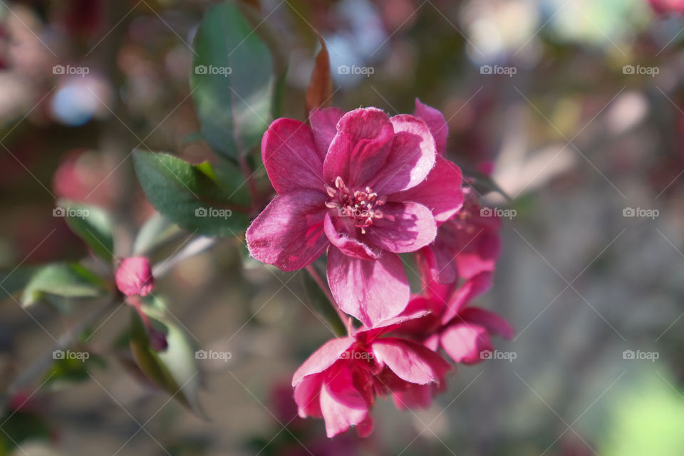 crabapple blooms
