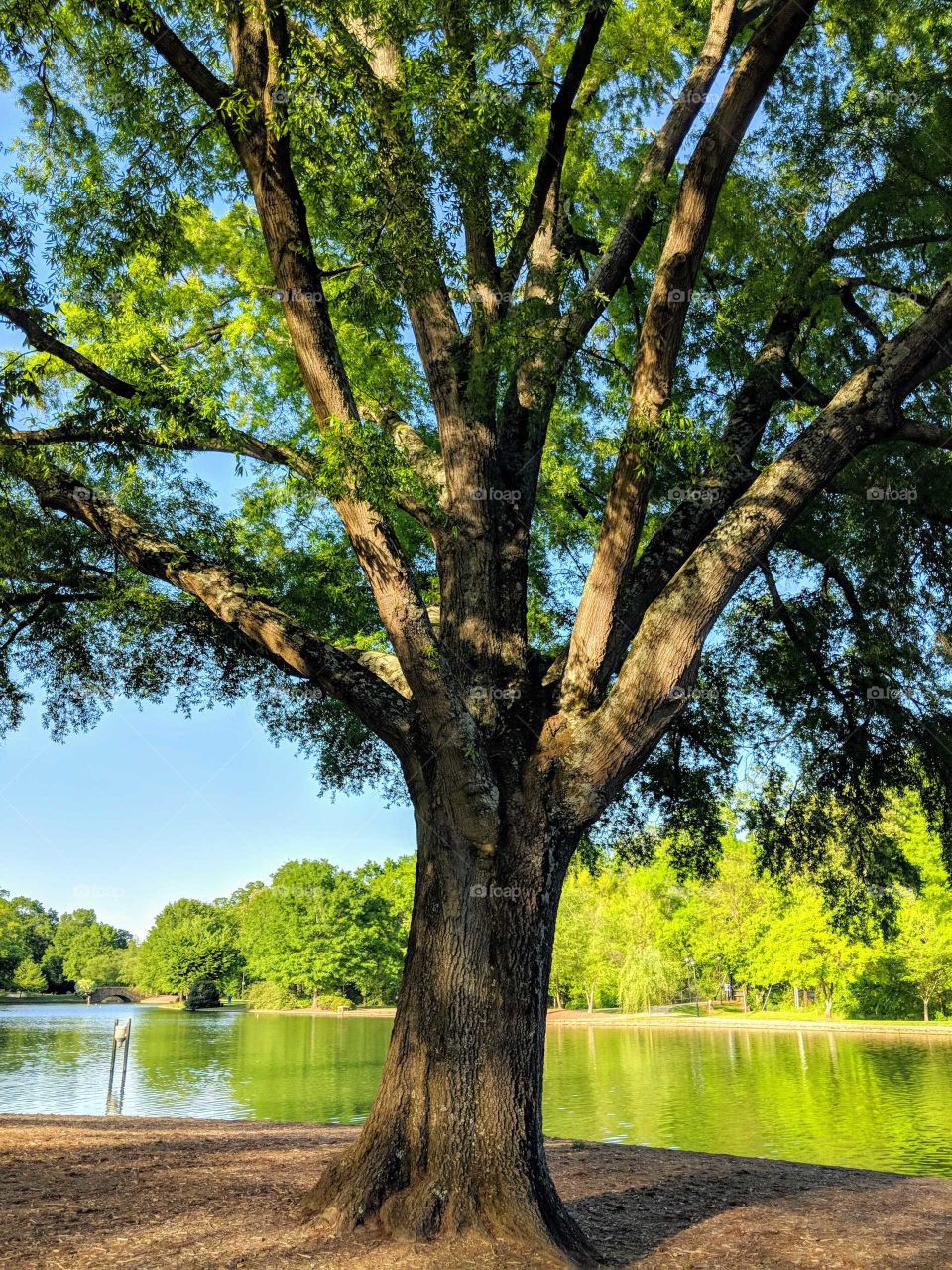 trees by the pond