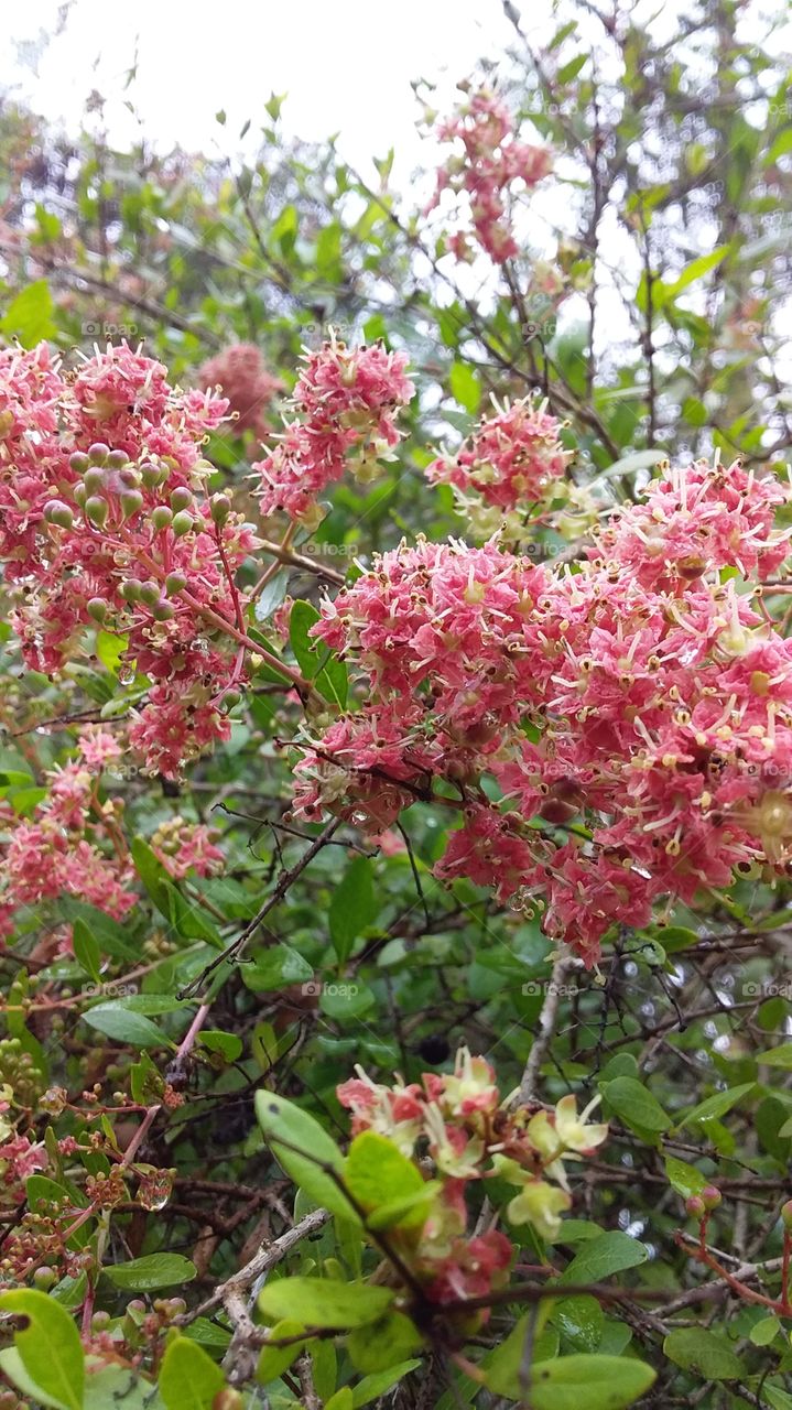 flowers