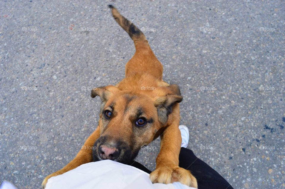 High angle view of dog with pet owner