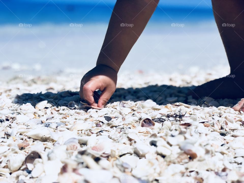 Seashells by the sunny seashore. 