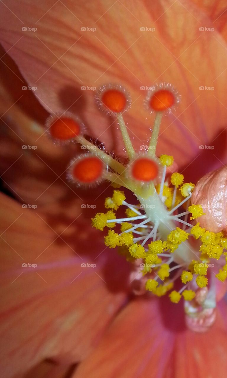 heart of the hibiscus