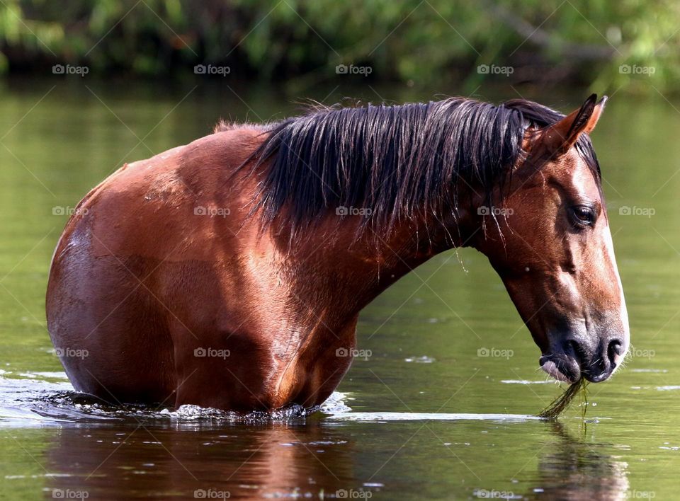 Wild Horse in the River