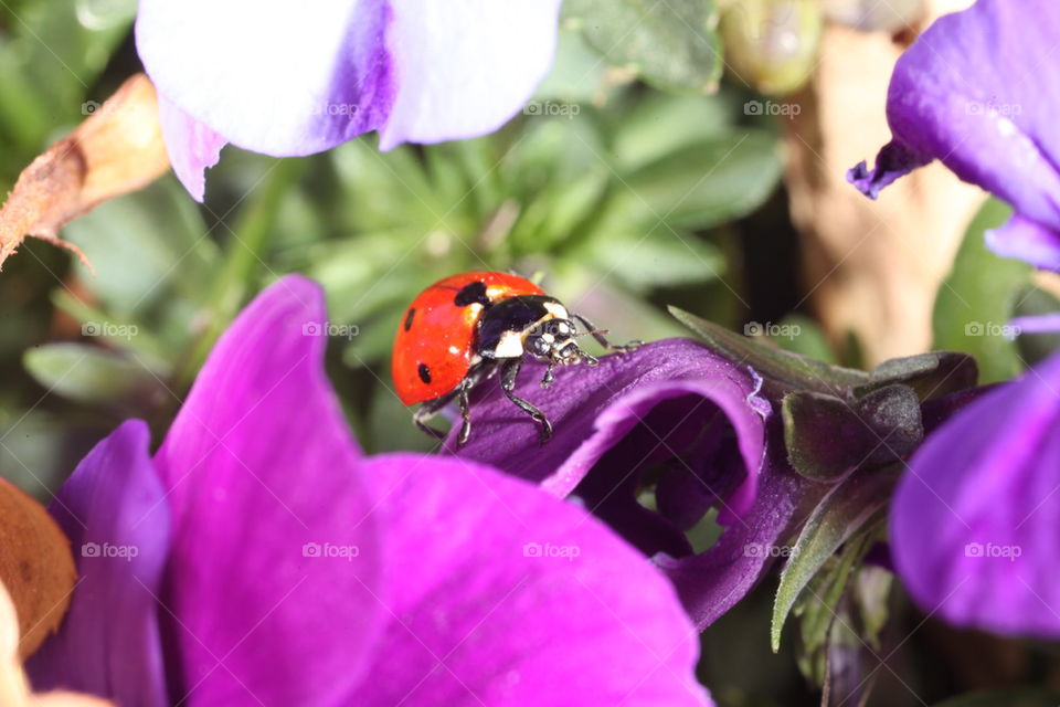 Ladybug on a purple flower.