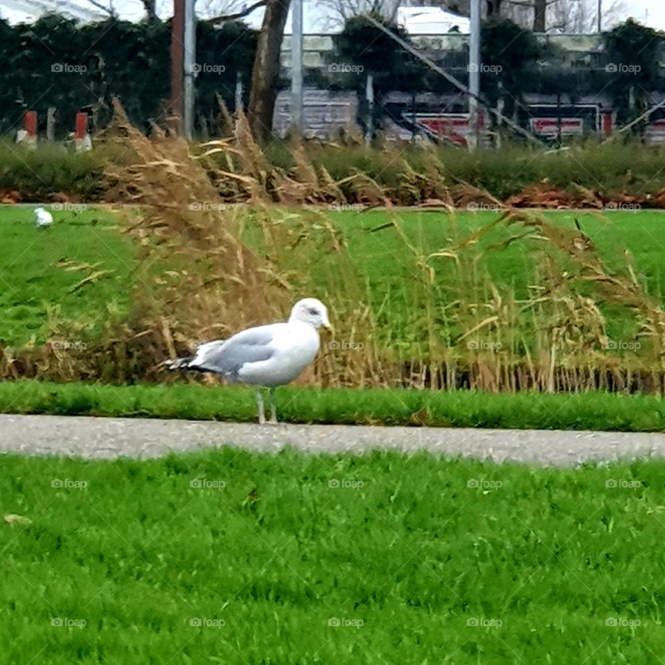 Seagull outside on the street
