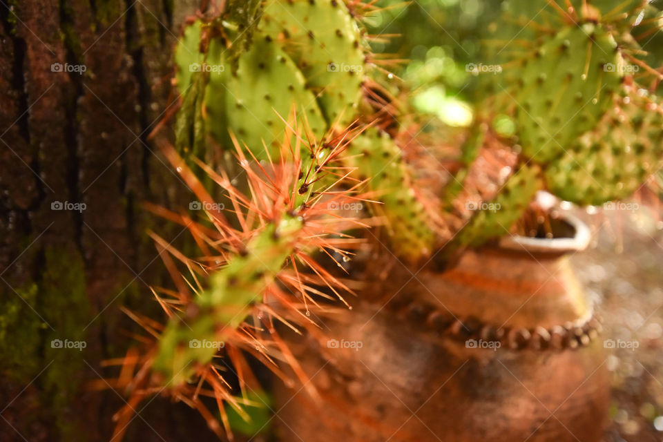 cactus spikes