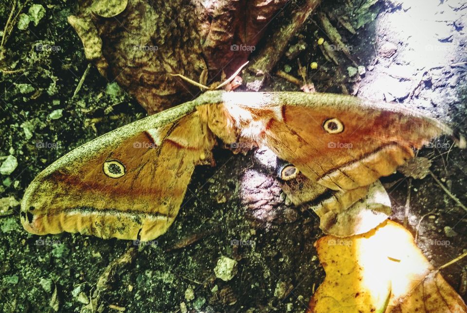 broken wing, whole heart