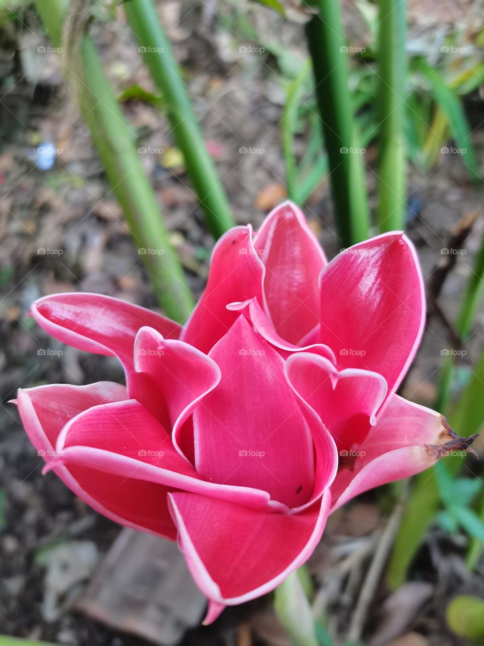 Siddhartha flower