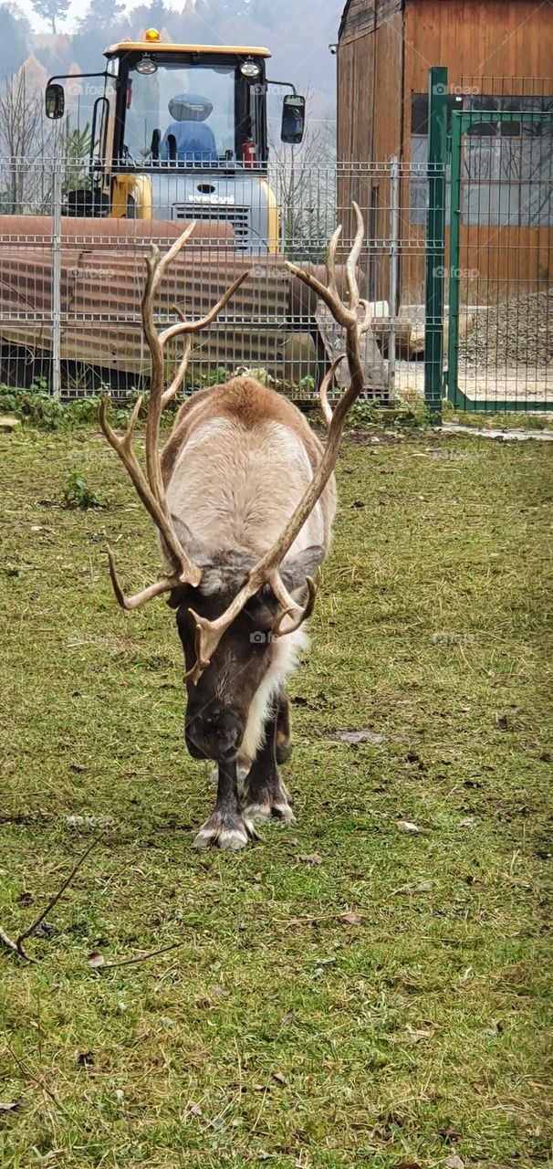 Carpathian deer