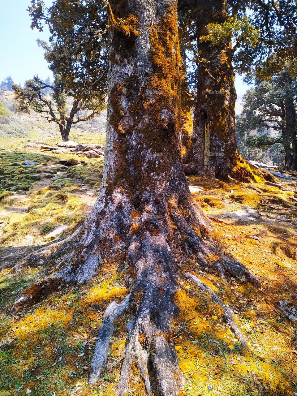 Roots of large tree in the autumn forest
