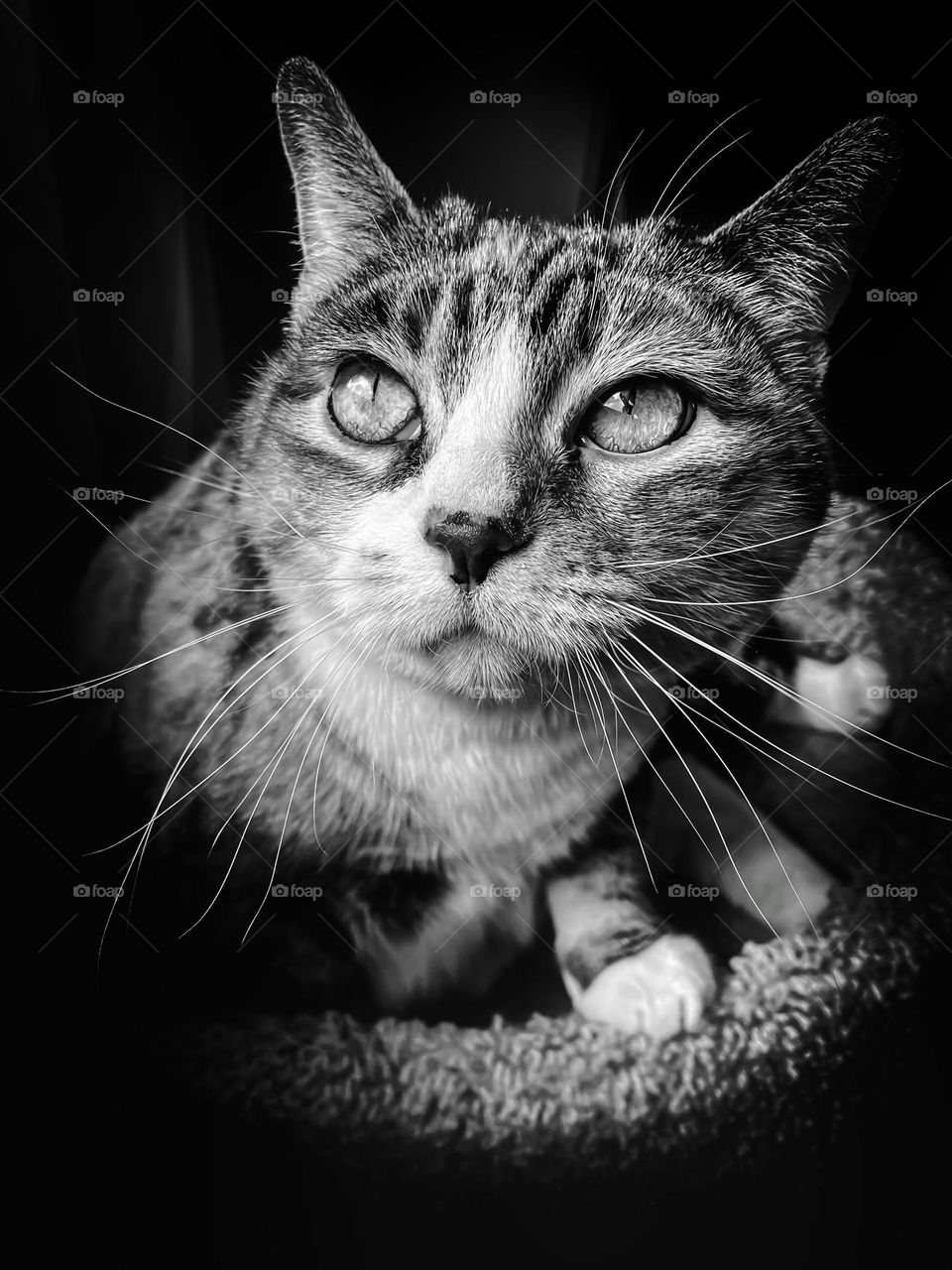 House cat patch tabby senior kitty feline big beautiful eyes b&w black and white photo picture rescue animal pet best friend phone photo no people fur tiger big whiskers adorable cute animals pets  