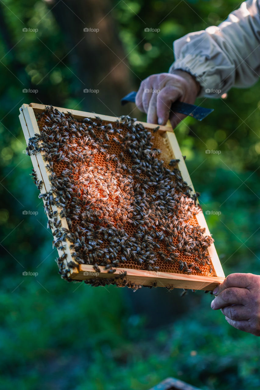 Beekeeper working in apiary, drawing out the honeycomb with bees and honey on it from a hive