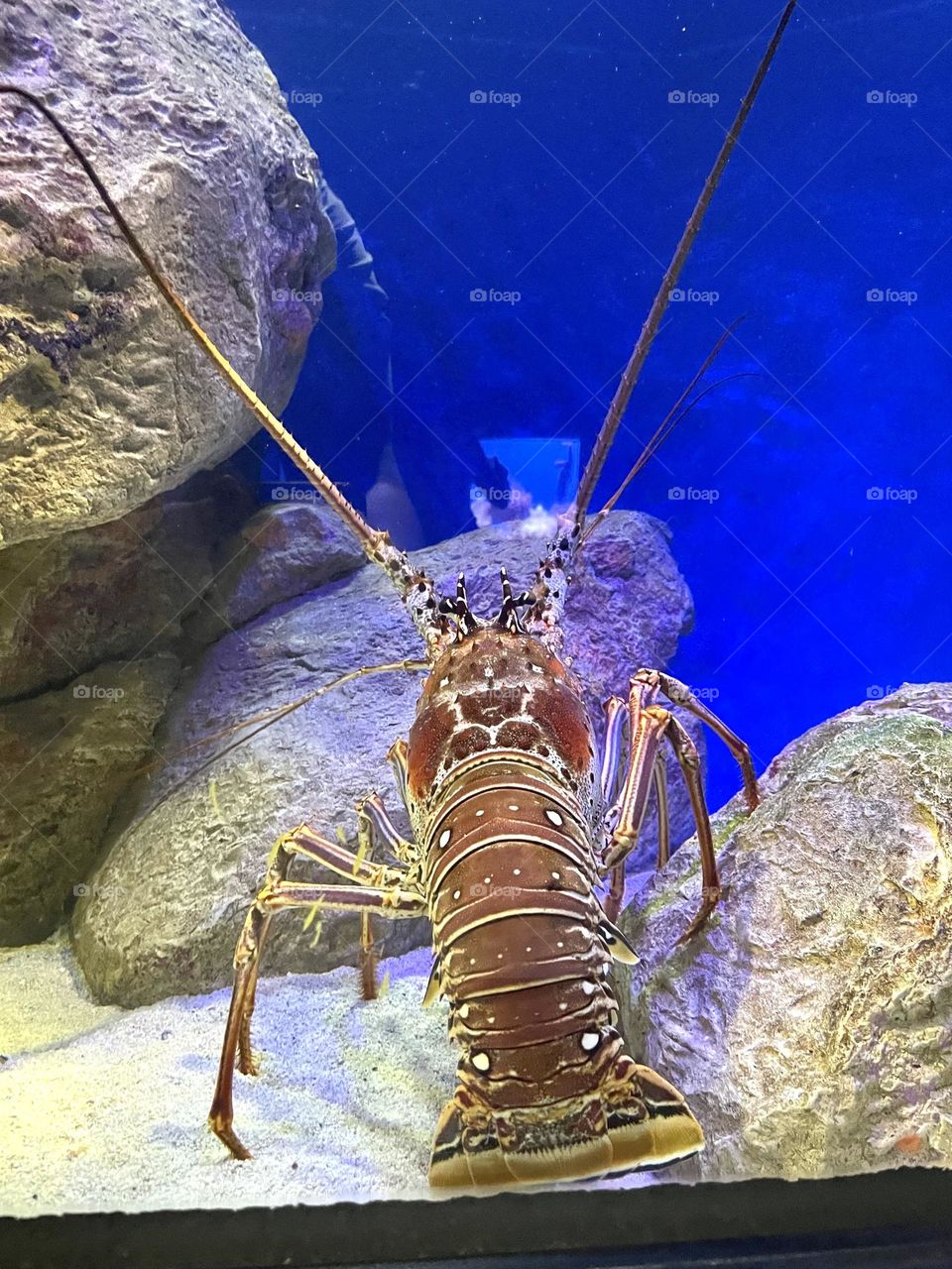 King crab at New York aquarium 