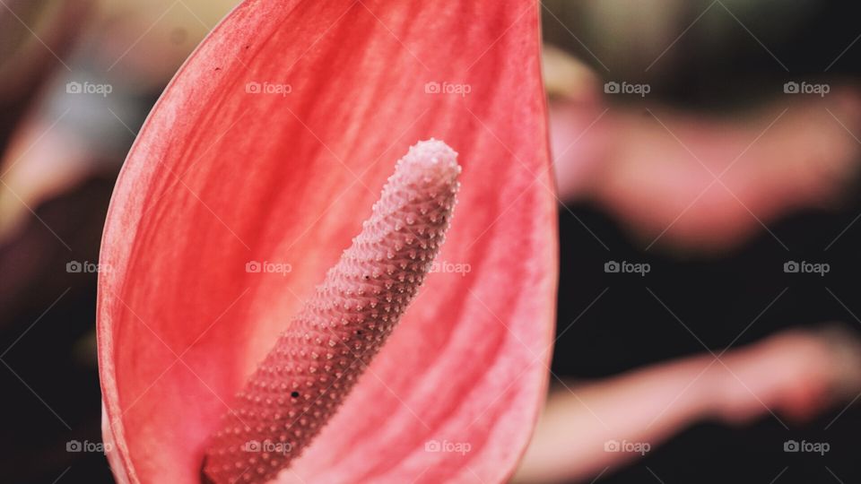 Anthurium flower close up