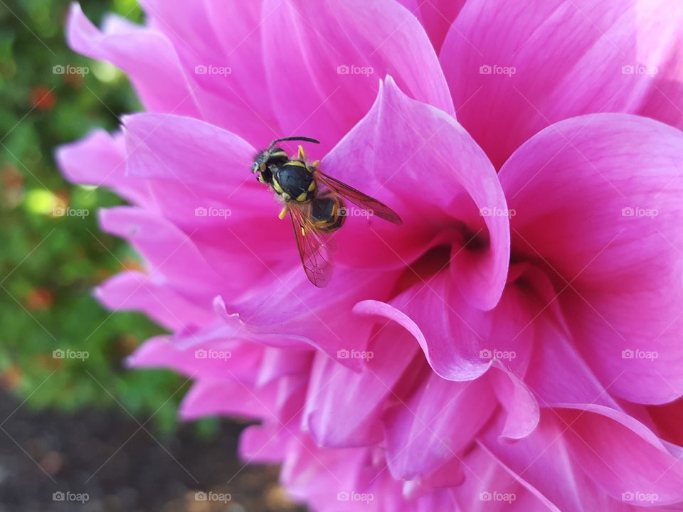 Bee pollinating on pink flower