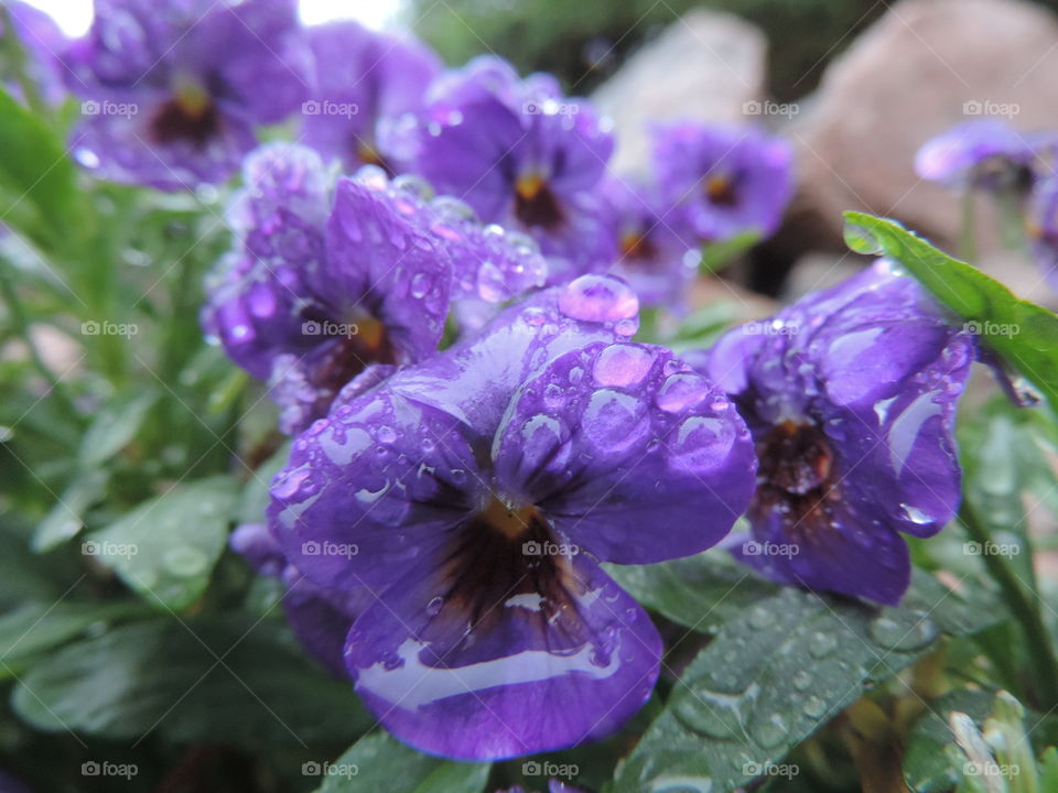 purple drops. a roadside bloom in the rain
