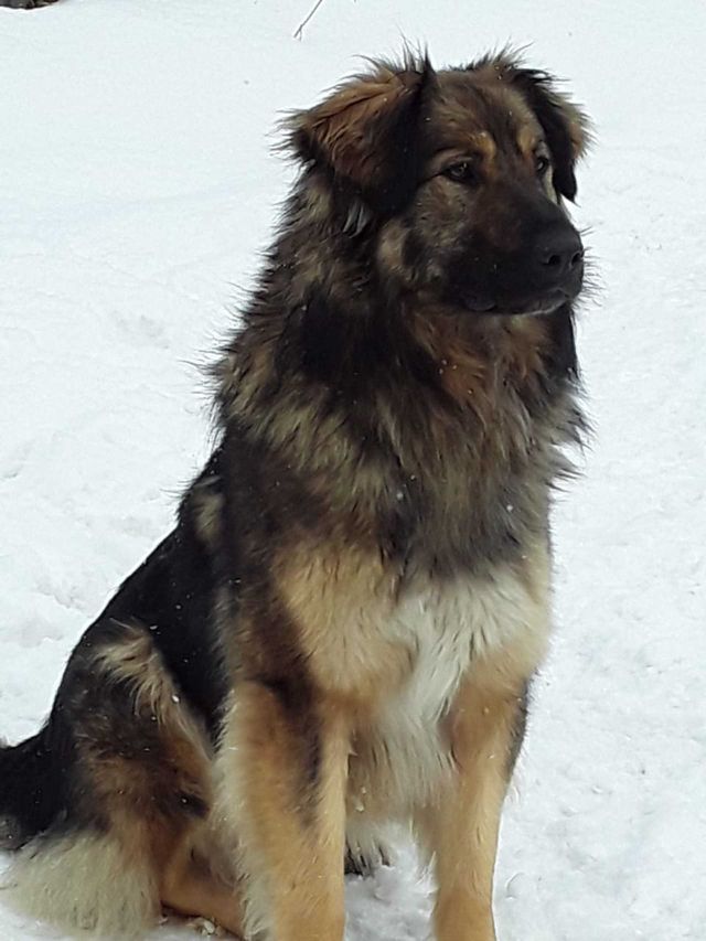 Mikki