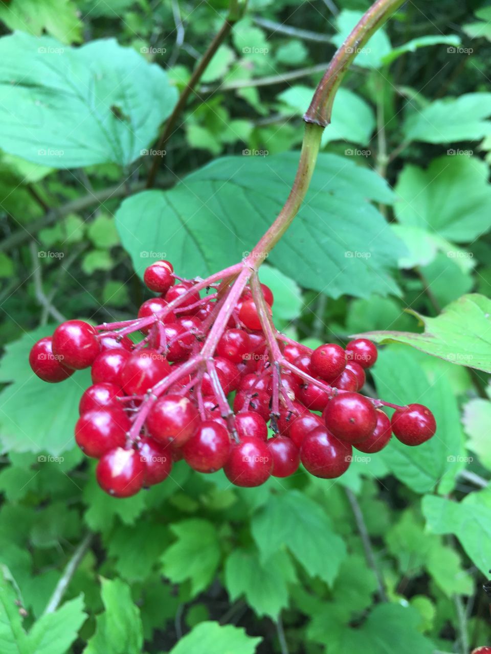 Beautiful red berries found in the English Countryside indicating a new season will soon be upon us