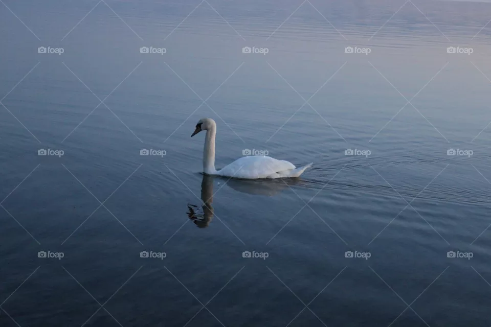 Swan