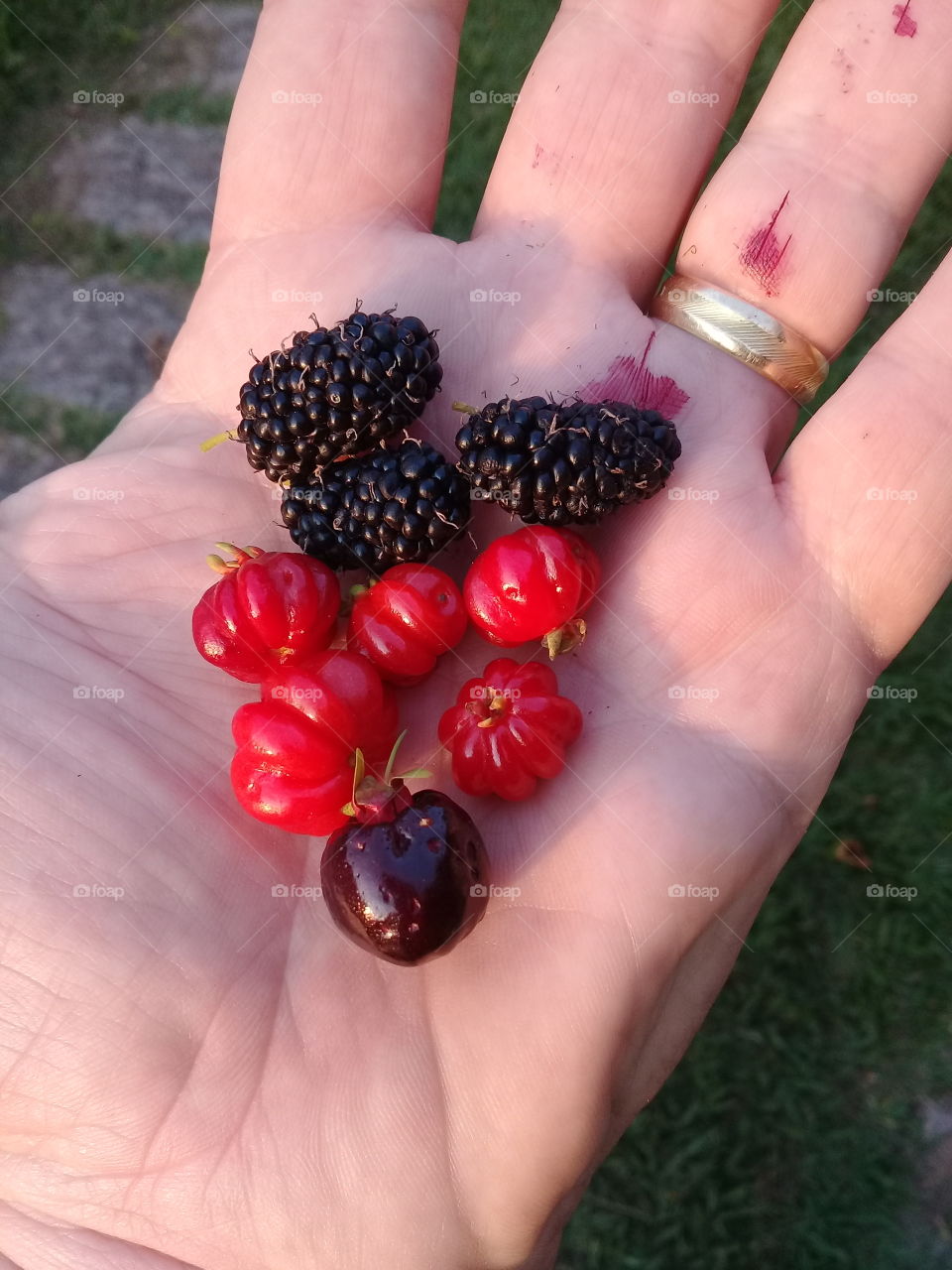 Frutas deliciosas: cerejas, amoras e pitangas. Viva a natureza e sua riqueza de sabores!